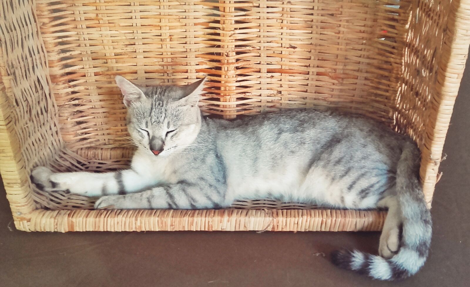 Samsung Galaxy Grand Prime sample photo. Beauty, cart, puppy photography