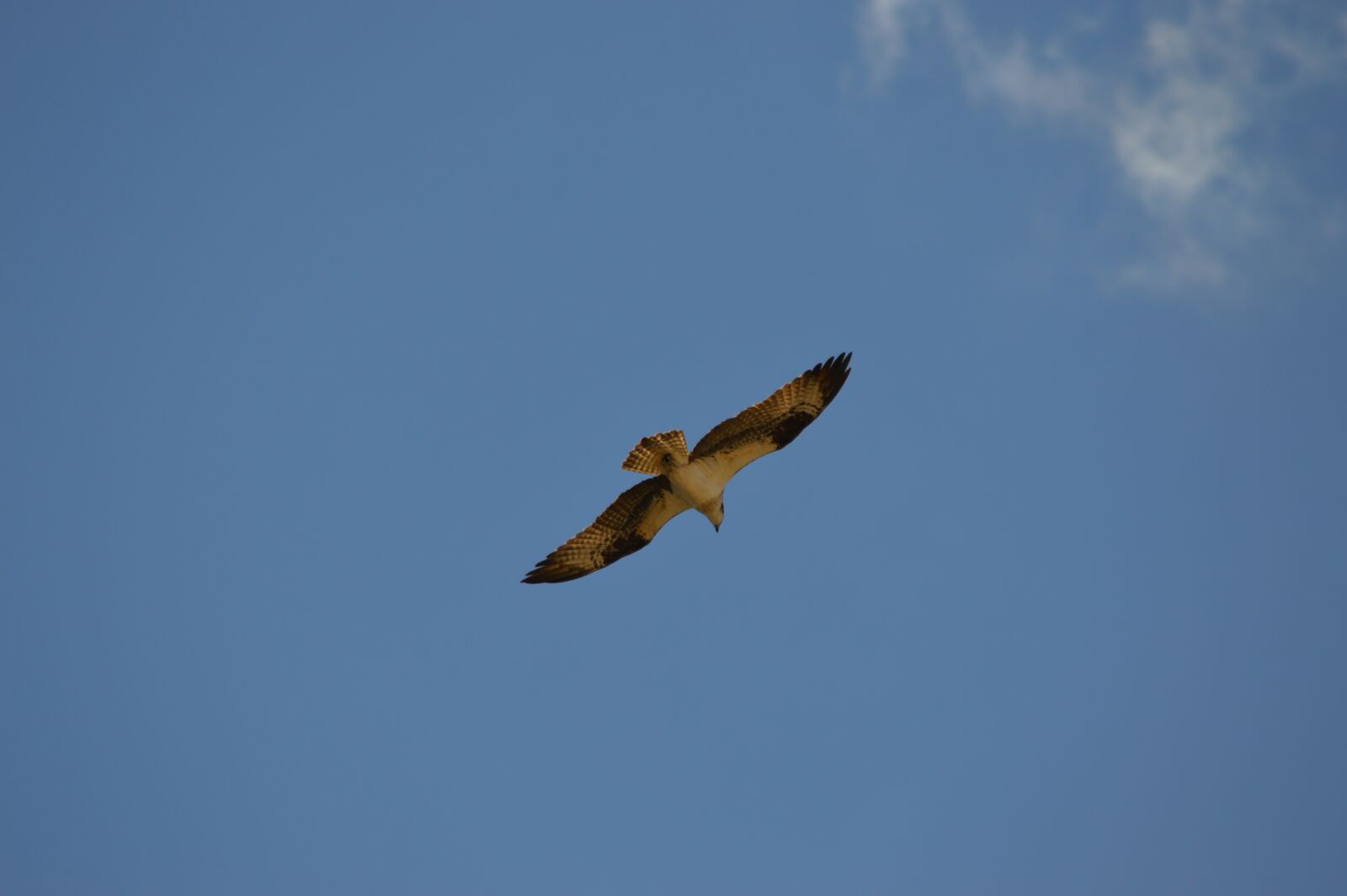 Nikon D3200 sample photo. Eagle, bird, flight photography