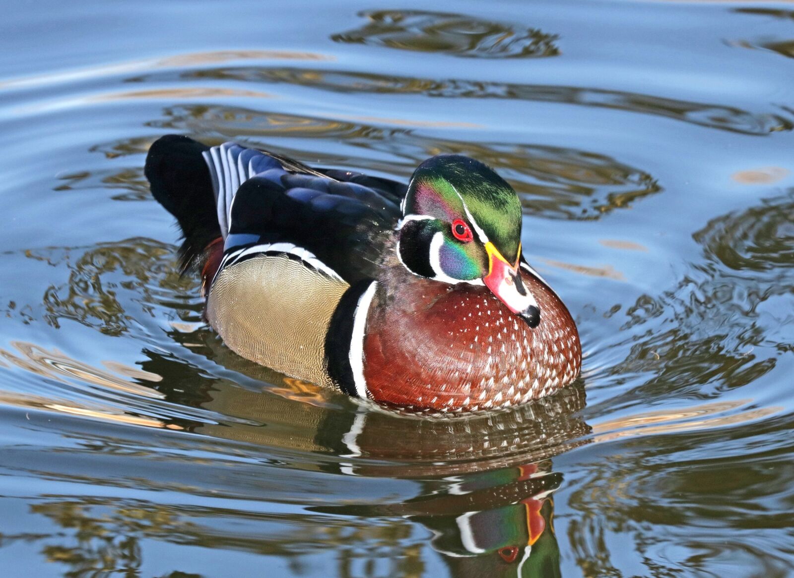Canon EOS 750D (EOS Rebel T6i / EOS Kiss X8i) sample photo. Wood duck, swimming, macro photography