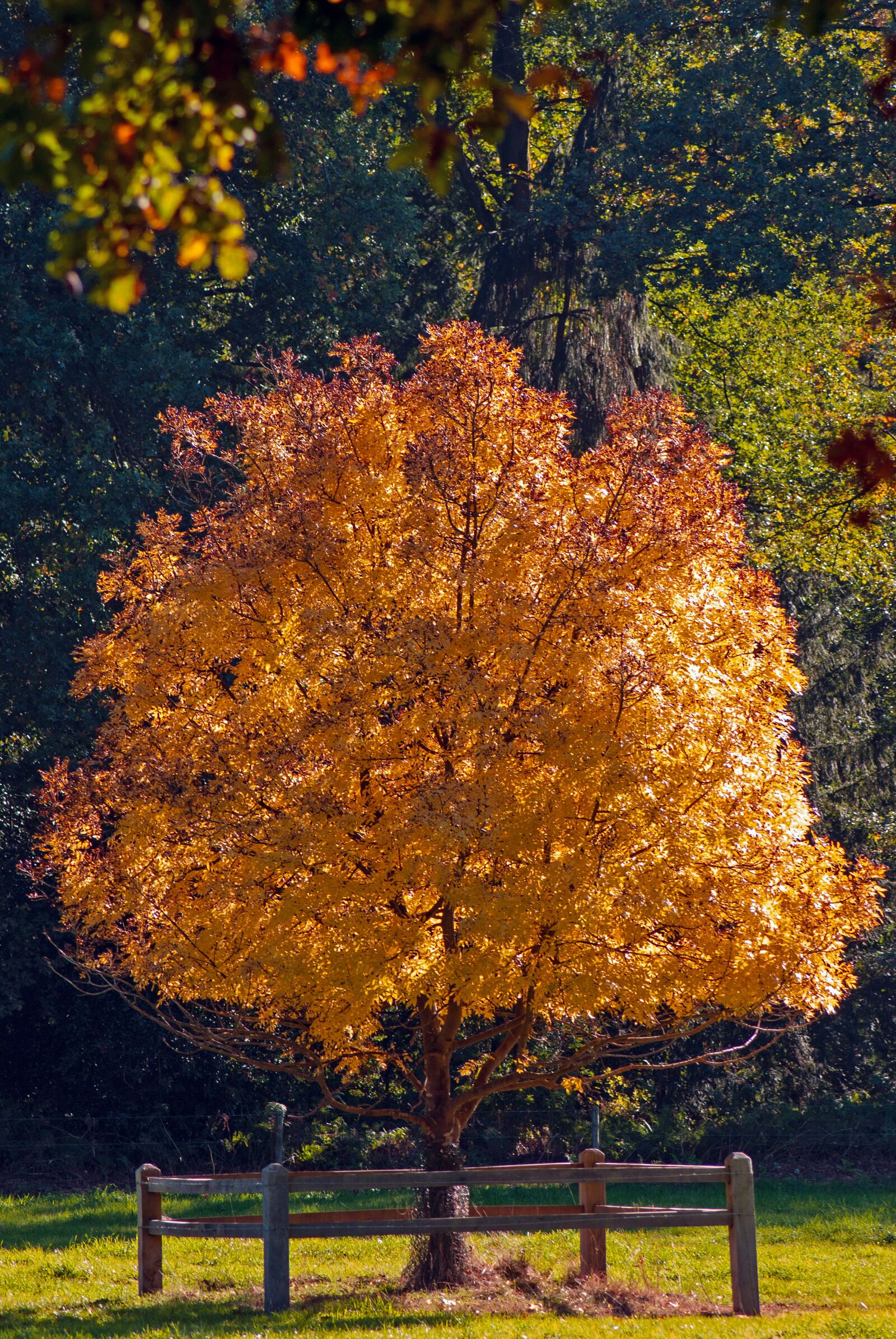 Nikon D3000 sample photo. Nature, autumn, trees photography