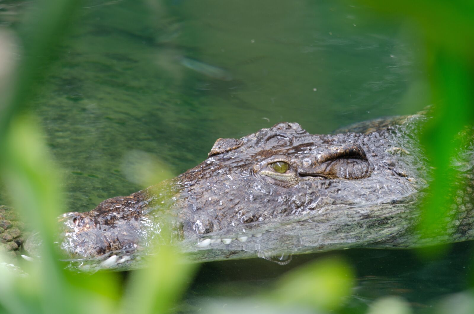 Nikon D7000 sample photo. La ferme aux crocodilles photography