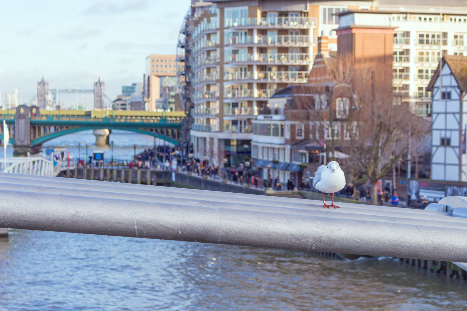 Canon EOS 700D (EOS Rebel T5i / EOS Kiss X7i) sample photo. Avian, bird, bridge, buildings photography