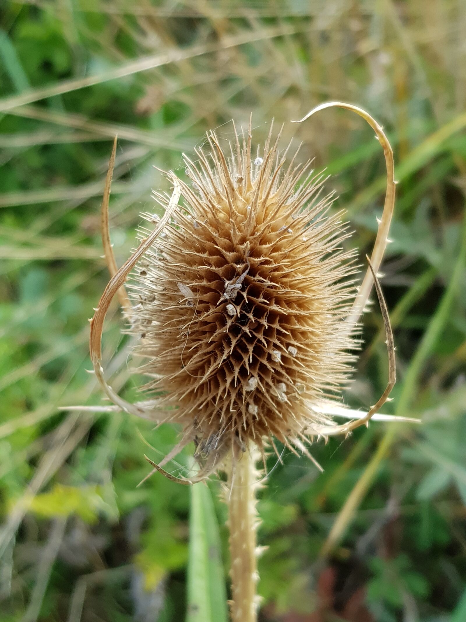 Samsung Galaxy S8+ sample photo. Thistle, green, grass photography