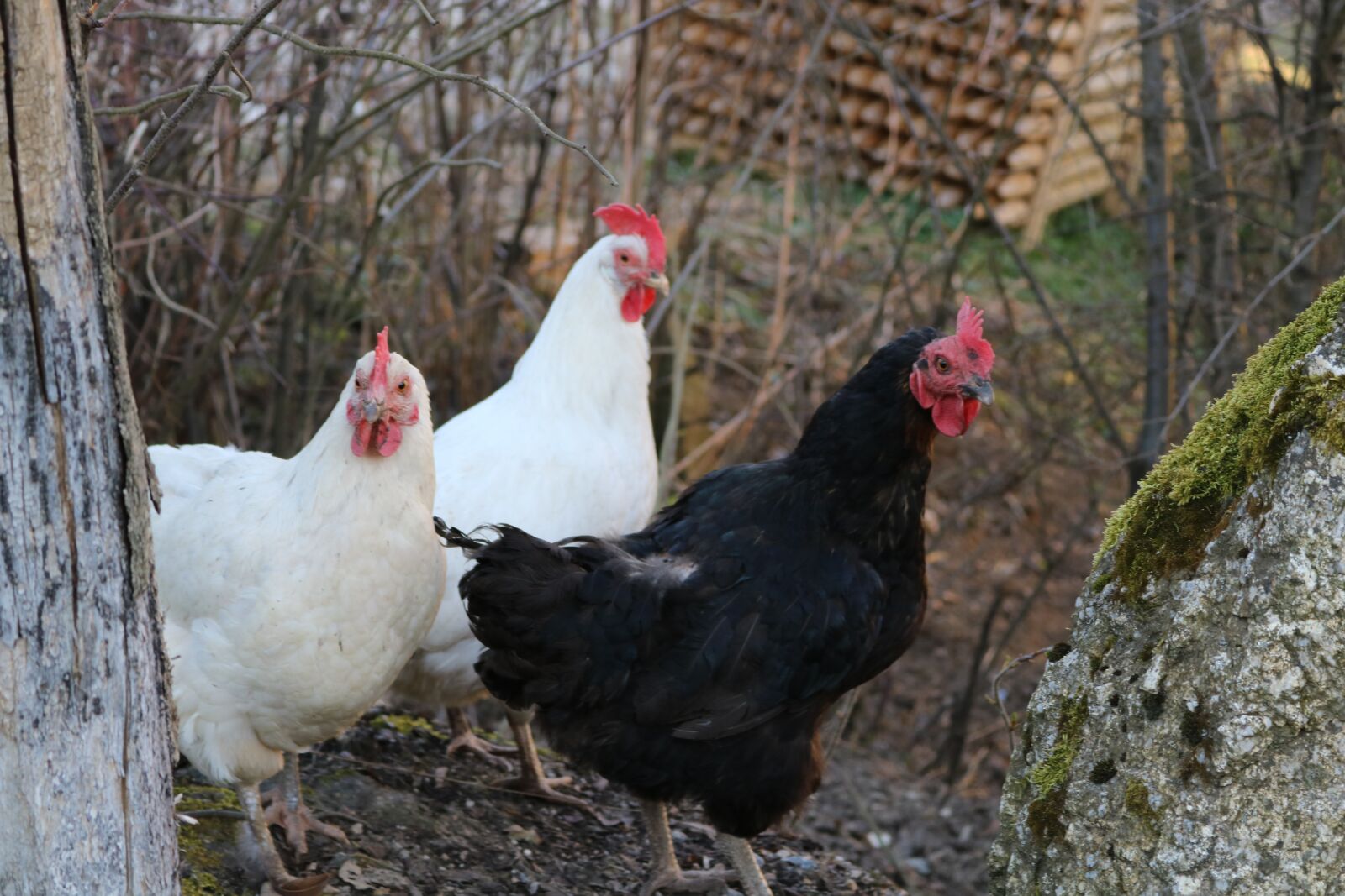 Canon EOS 750D (EOS Rebel T6i / EOS Kiss X8i) sample photo. Animal, nature, chicken photography