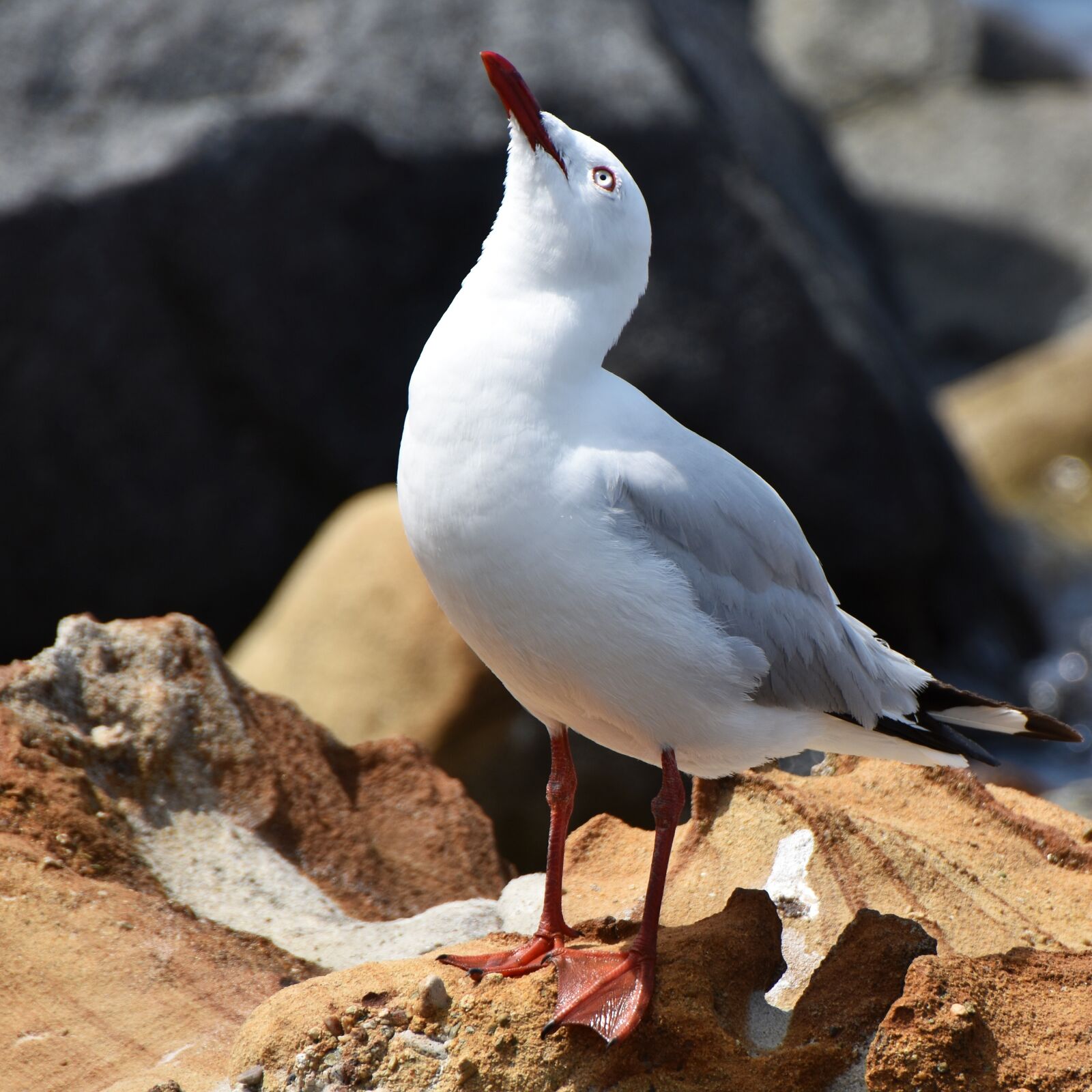 Nikon D3400 sample photo. Seagull, rocks, sea photography