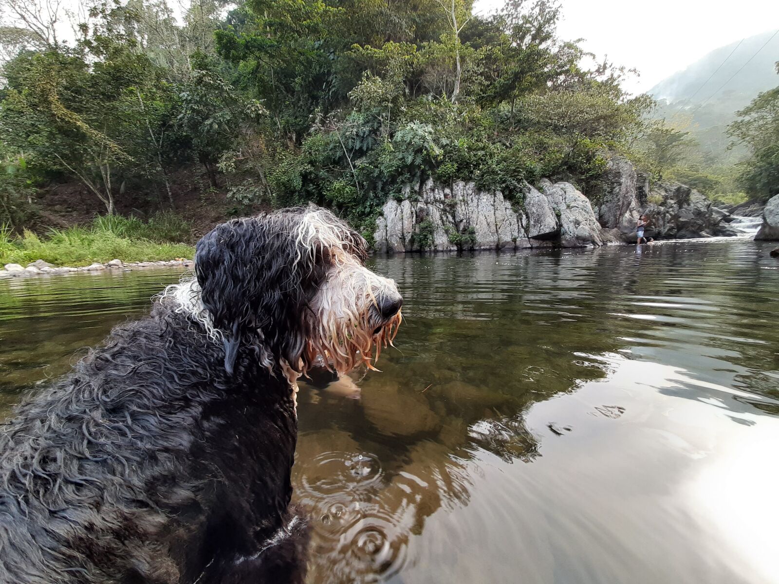 Samsung Galaxy A50 sample photo. Dog, wet, swimming photography