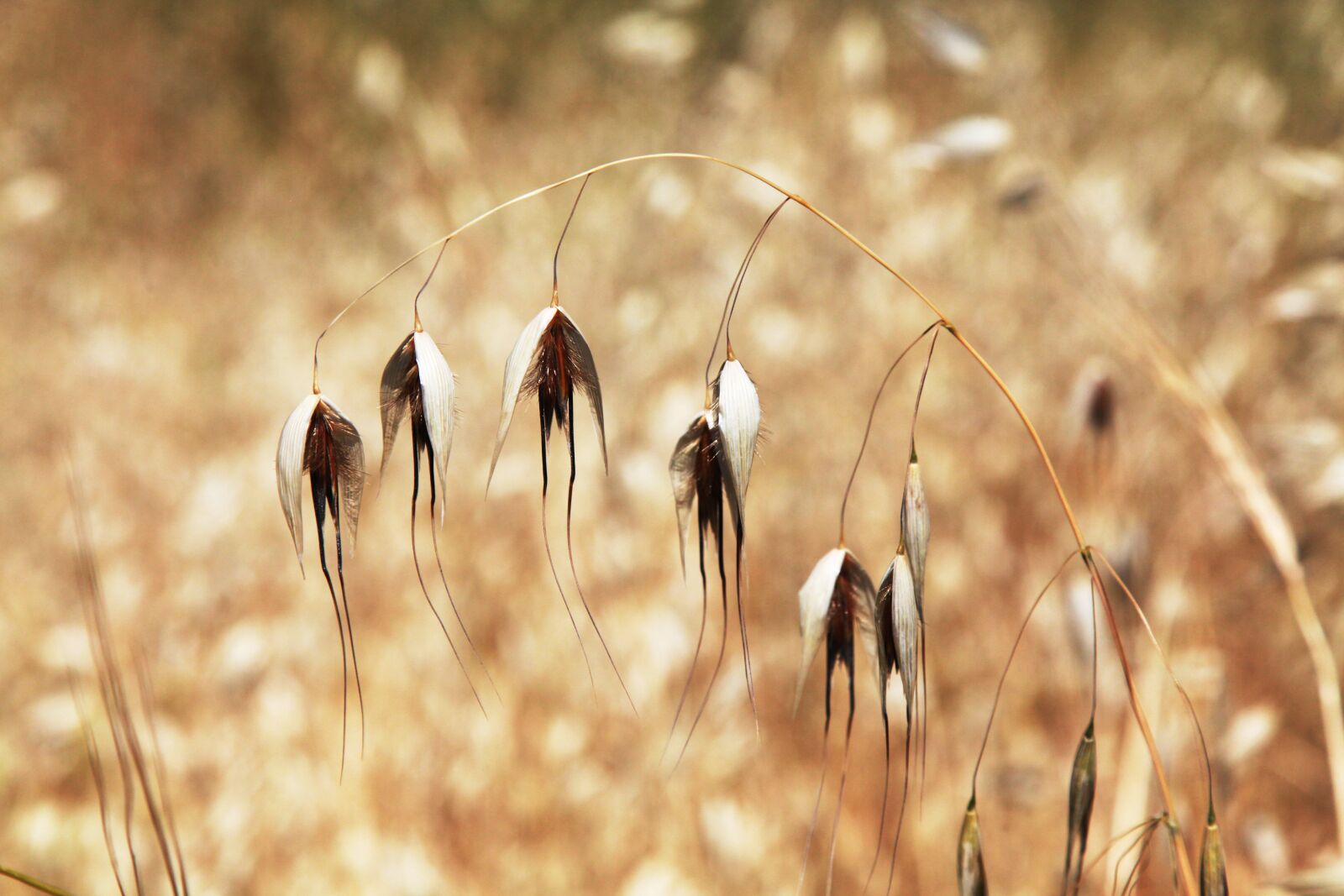 Canon EOS 5D Mark II sample photo. Flowers, color, jerusalem photography