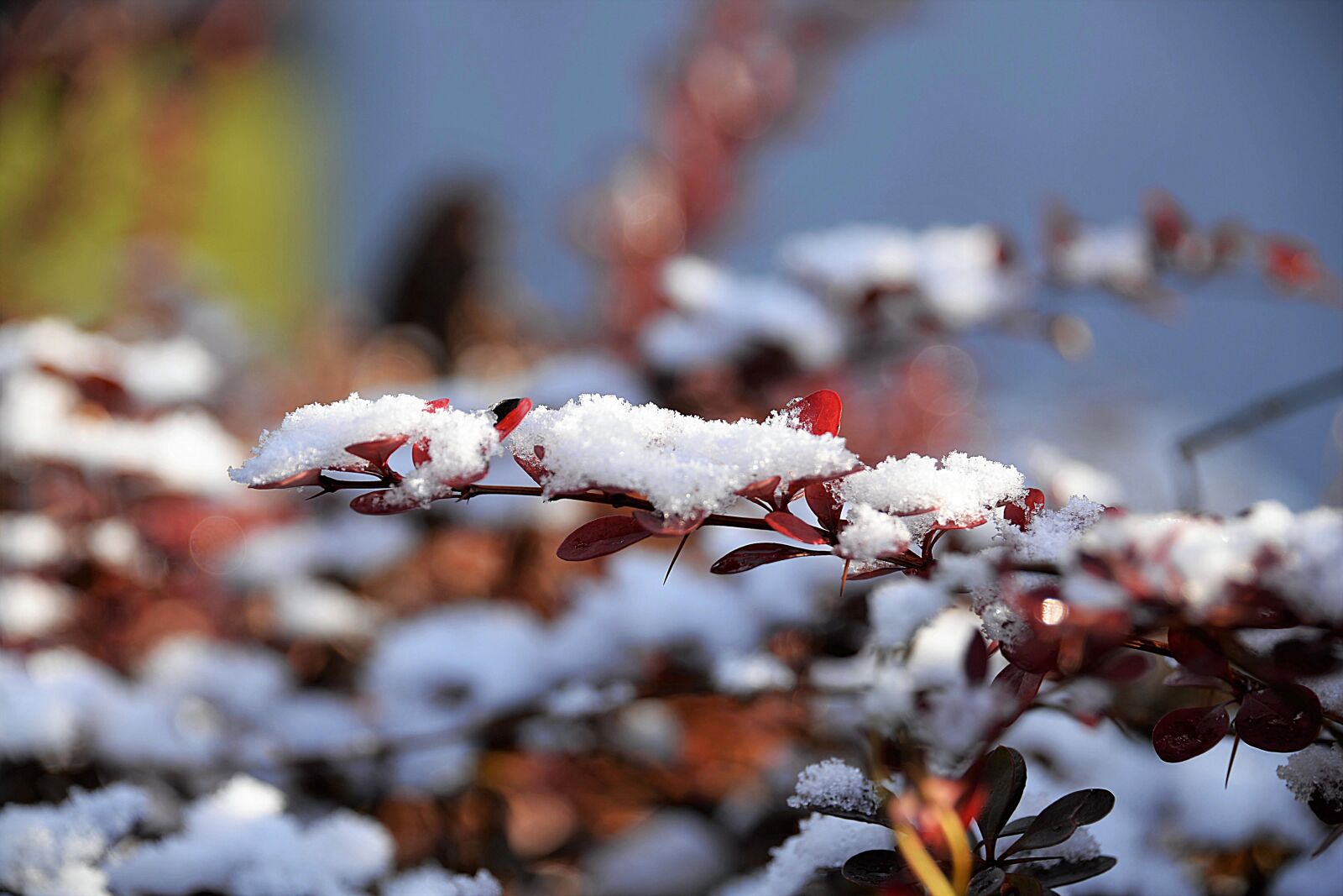 Nikon D610 sample photo. Zwergberberitze, snow, leaves photography