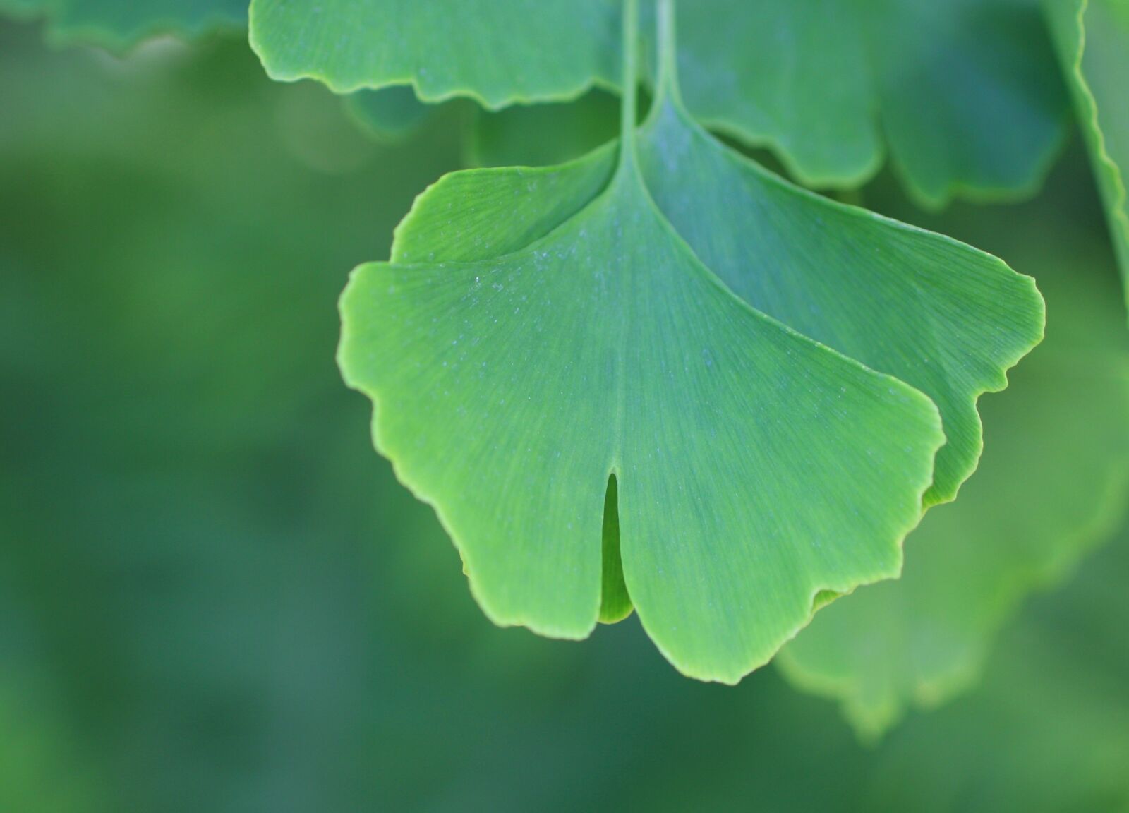 Canon EOS 40D sample photo. Gingko biloba, leaves, nature photography