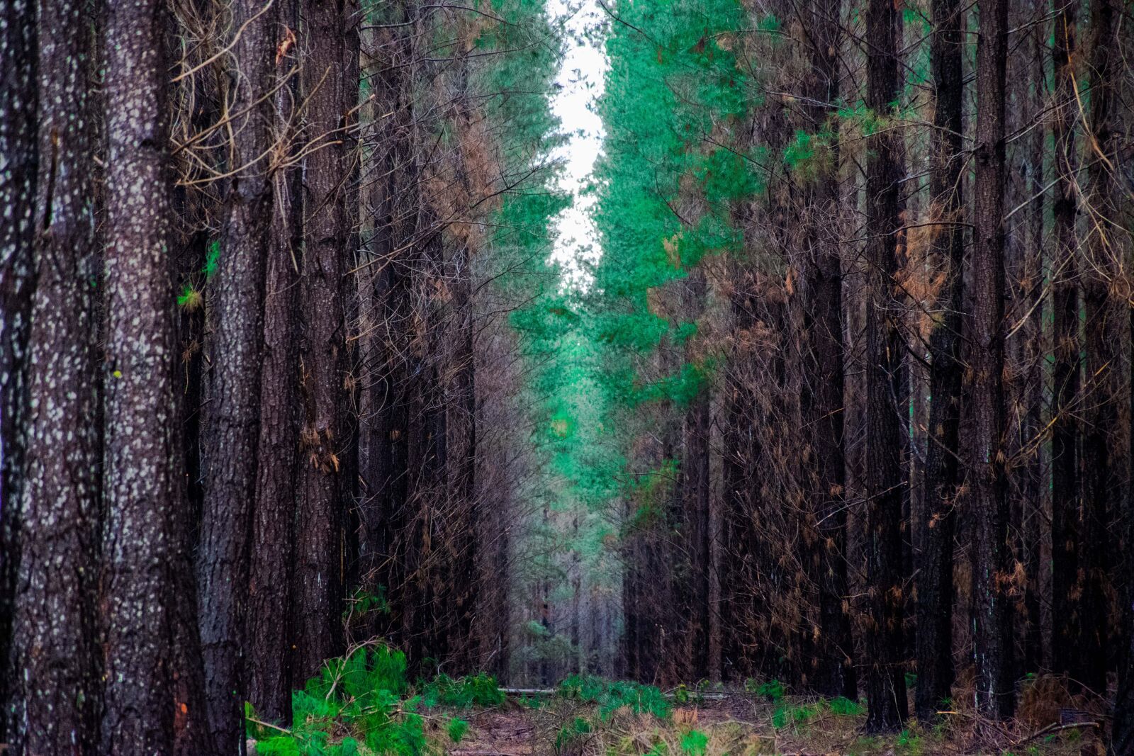 Nikon D5600 sample photo. Forest, trees, tree photography