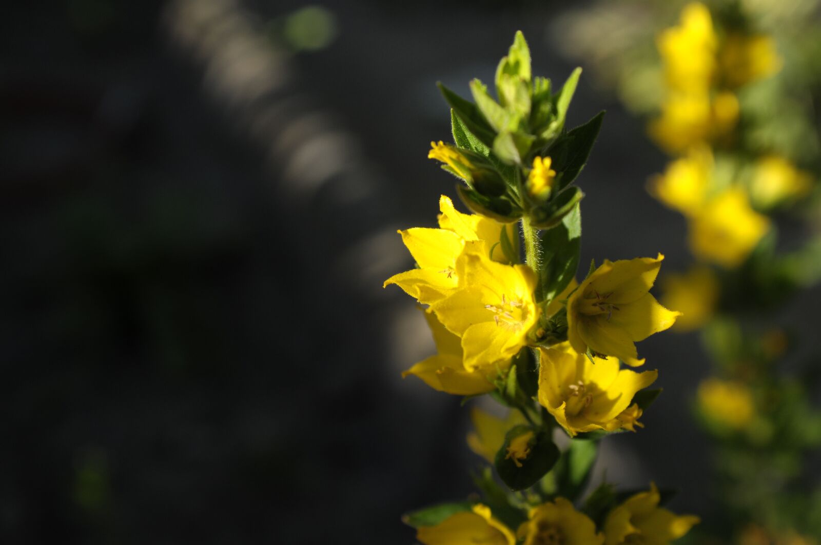 Nikon D300 sample photo. Flower, garden, nature photography