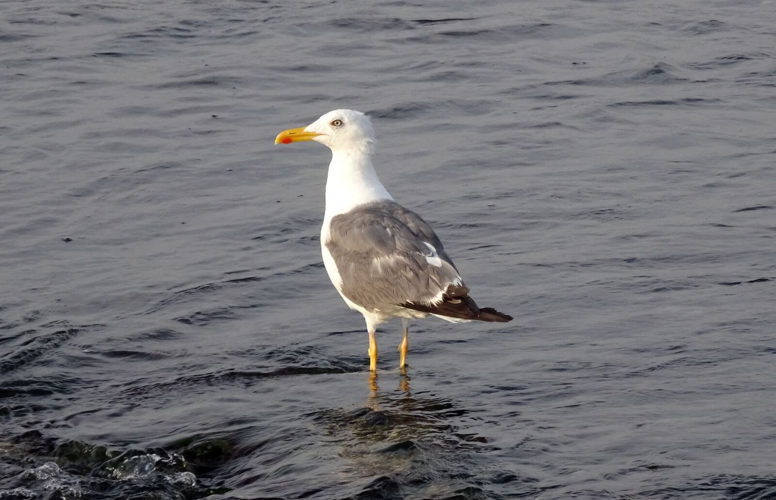 Sony Cyber-shot DSC-HX90V sample photo. Gull, bird, seagull photography