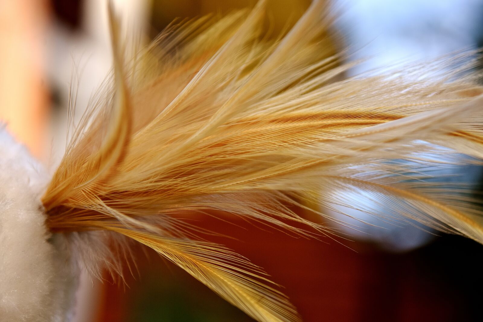 Nikon D7200 sample photo. Feather, bird, nature photography