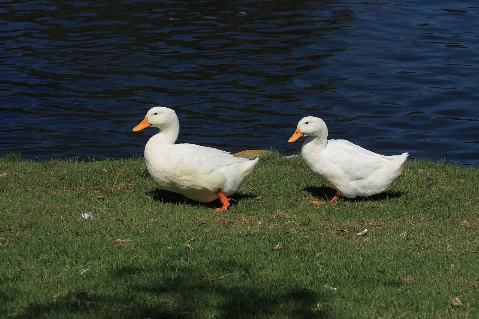 Canon EOS 450D (EOS Rebel XSi / EOS Kiss X2) sample photo. Ducks, duck, waterfowl photography