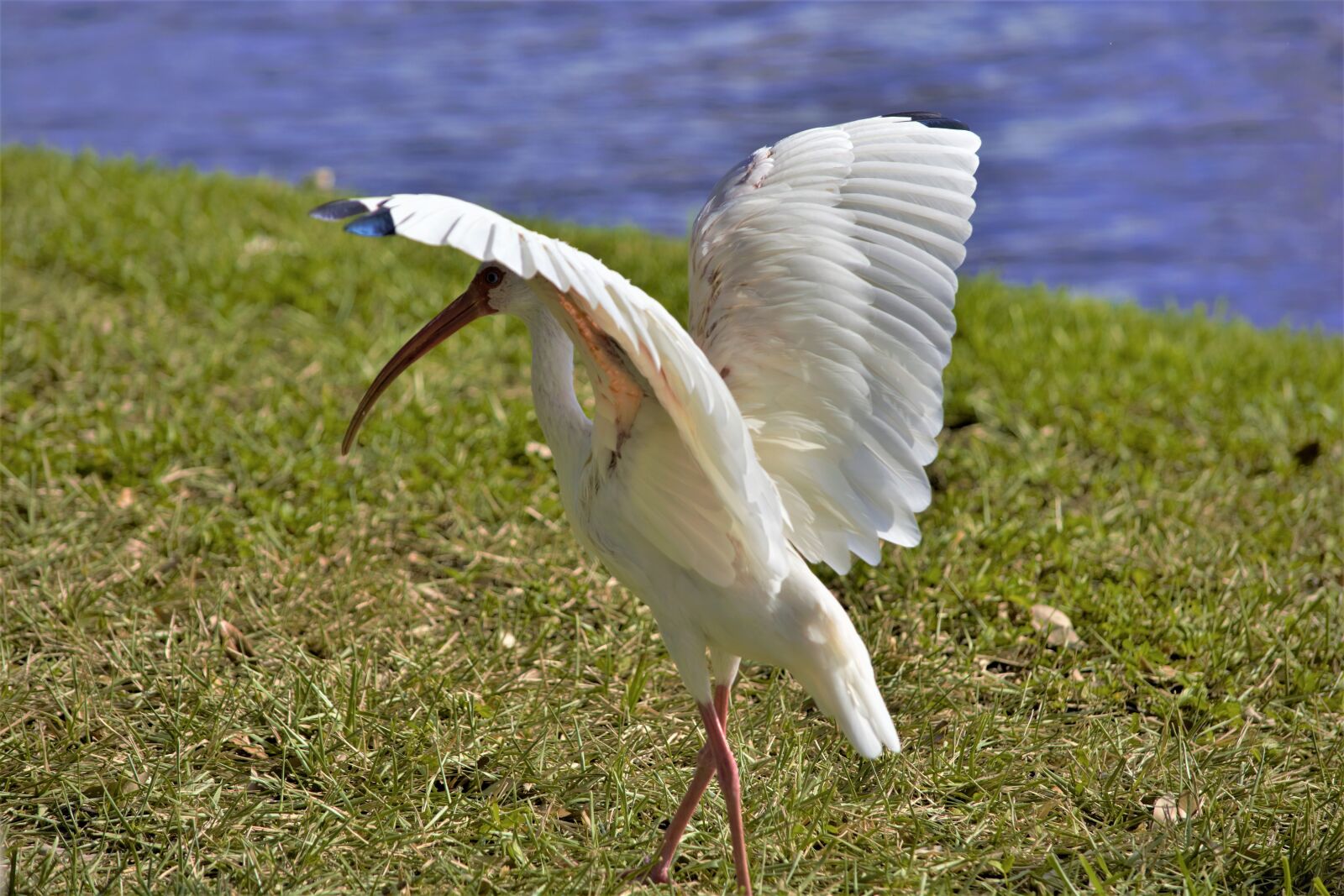 Nikon D7100 sample photo. Large bird, ibis, taking photography