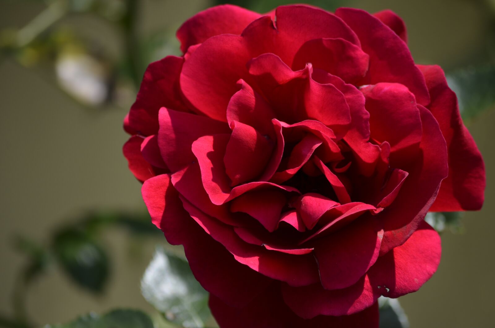 Nikon D5100 sample photo. Red rose, rose, flowers photography