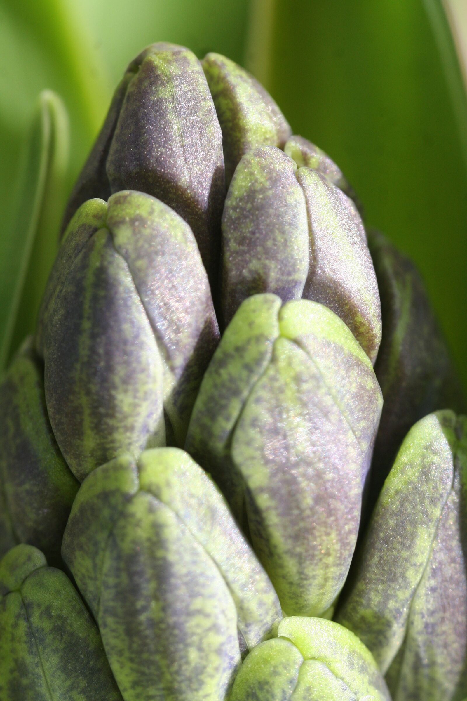 Canon EOS 350D (EOS Digital Rebel XT / EOS Kiss Digital N) sample photo. Hyacinth, onion, flower photography