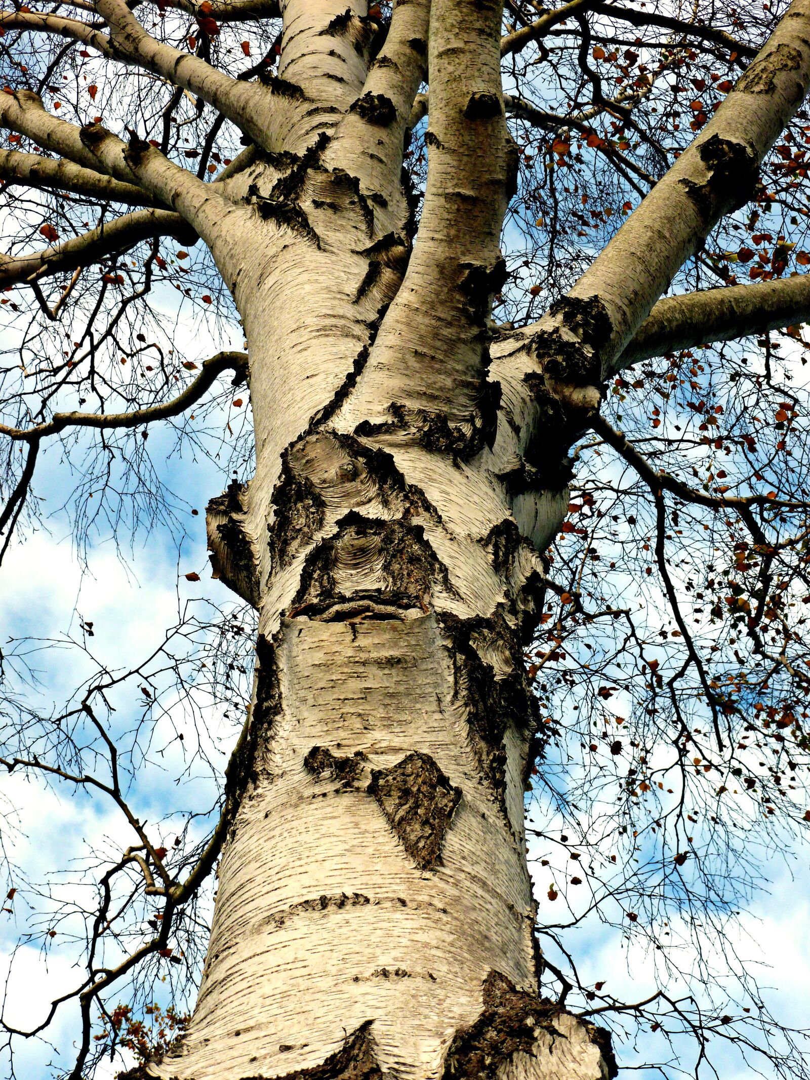 Panasonic DMC-FS37 sample photo. Birch, tree, deciduous tree photography