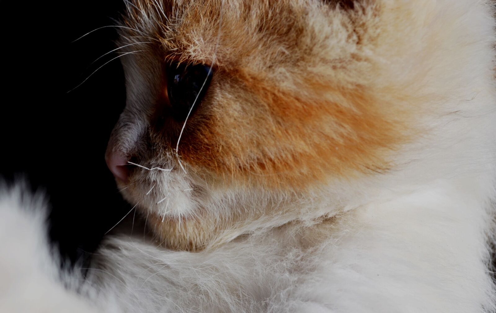 Nikon D3100 sample photo