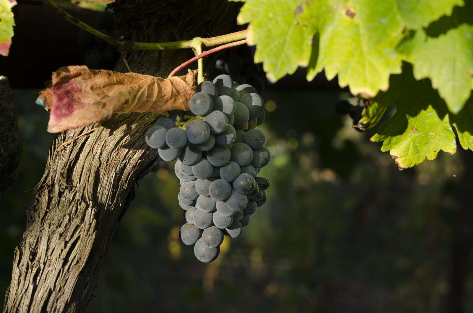 Nikon D5100 sample photo. Vine, black grapes, harvest photography