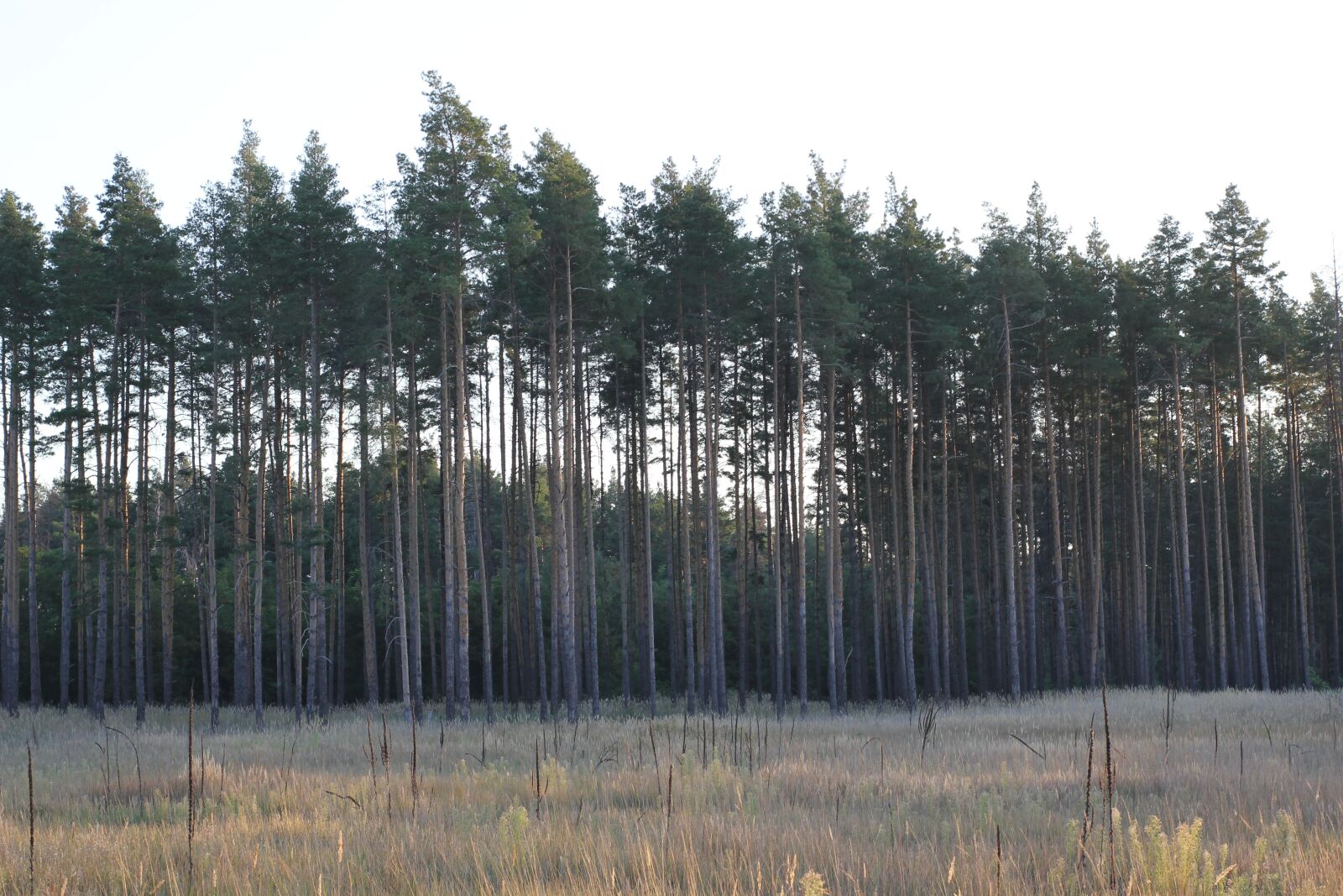 Canon EOS 550D (EOS Rebel T2i / EOS Kiss X4) sample photo. Pine, field, landscape photography