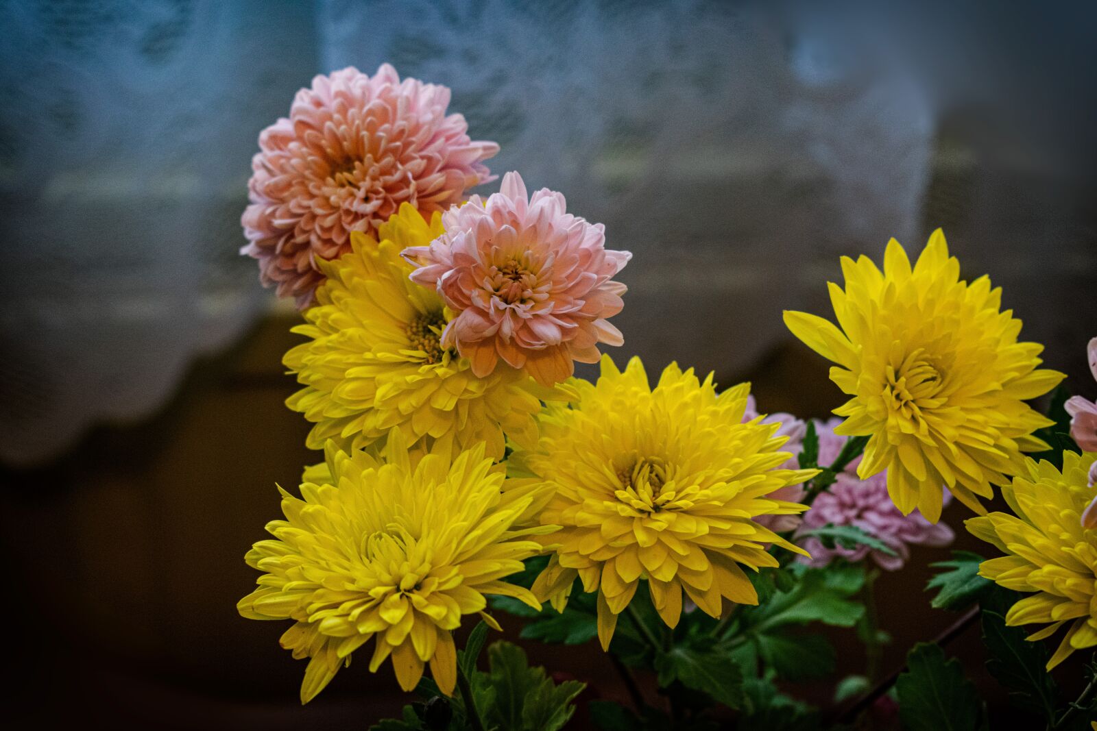 Nikon D5300 sample photo. Flower, in bloom, chrysanthemum photography