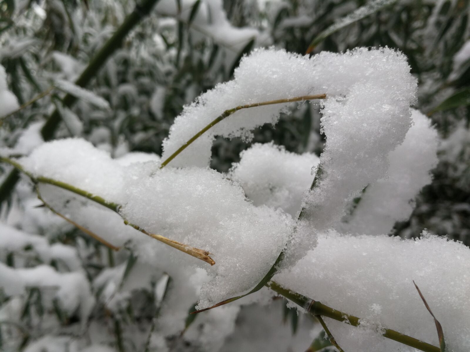 HUAWEI Mate 9 sample photo. Snow, bamboo, white photography