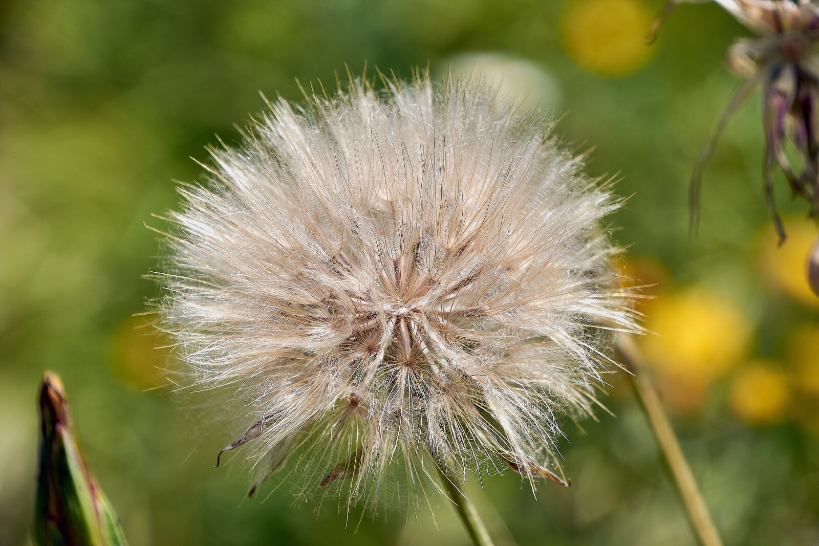 Nikon D7200 sample photo. Tragopogon, flower, garden photography