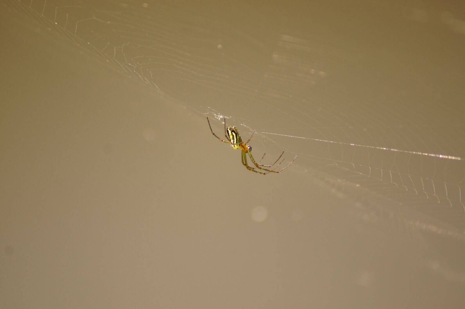 Sony SLT-A55 (SLT-A55V) sample photo. Nature, insects, cocora photography