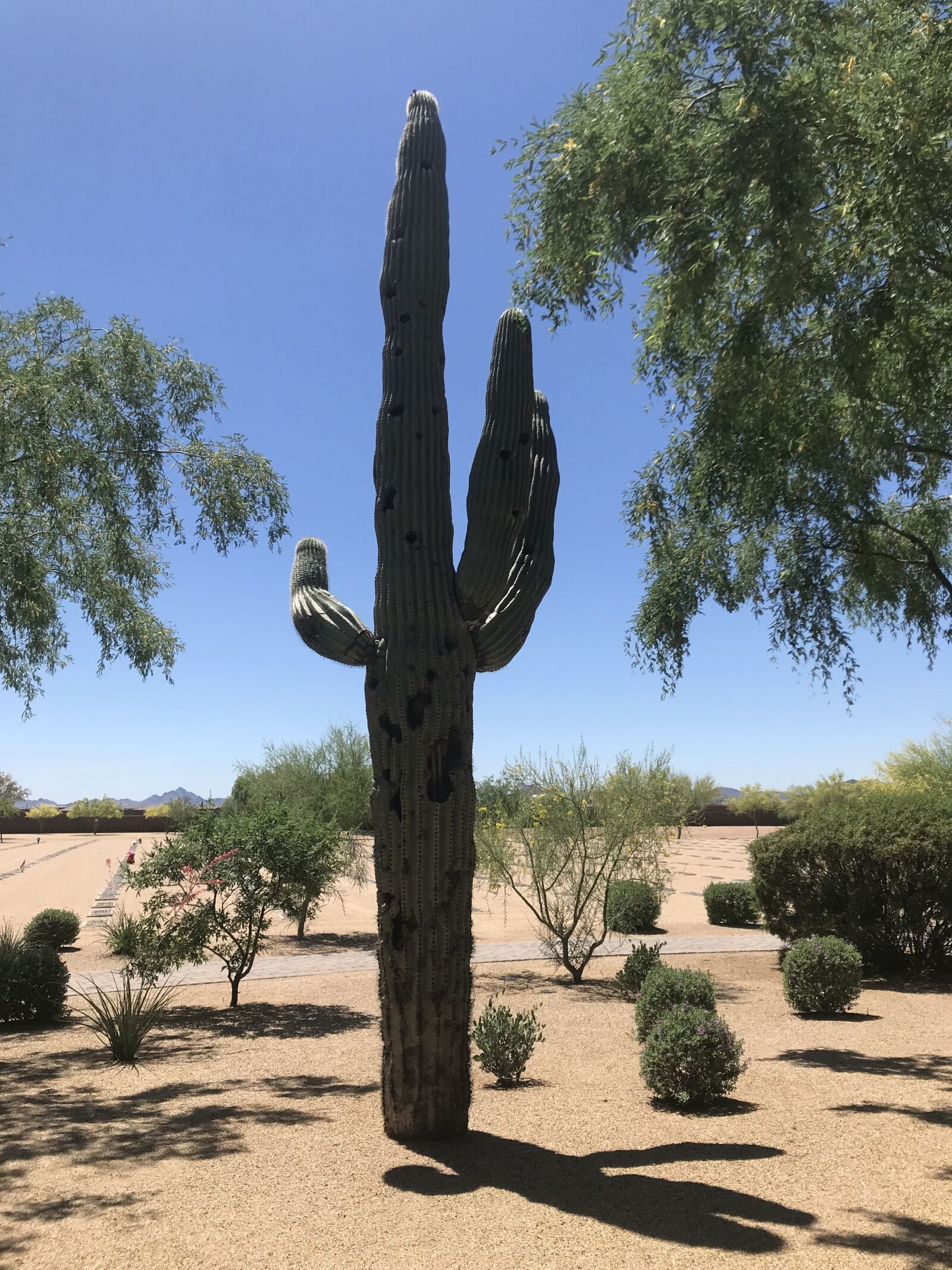 iPhone 7 back camera 3.99mm f/1.8 sample photo. Cacti, saguaro, desert photography