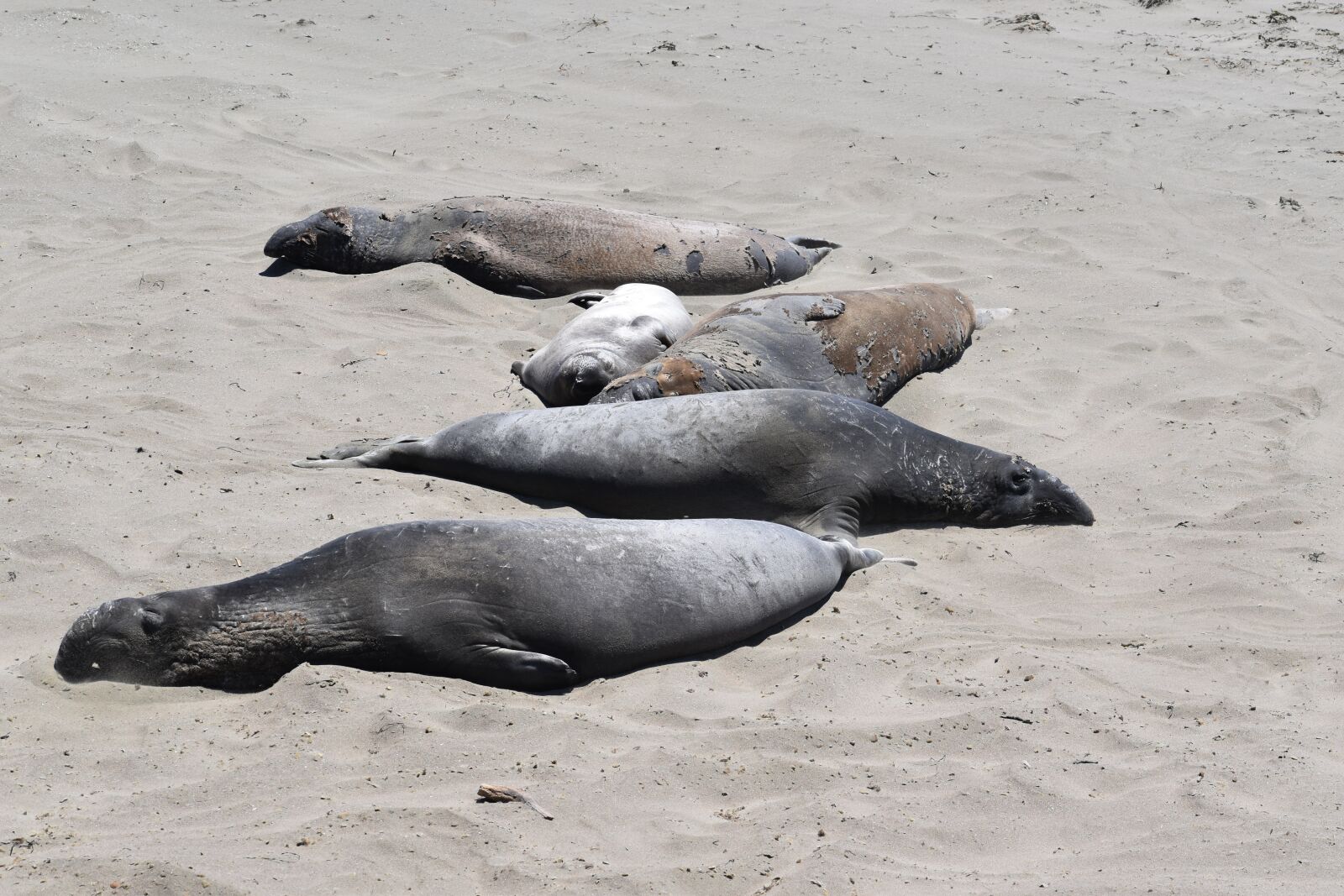 Nikon D5600 sample photo. Elephant seal, sand, beach photography