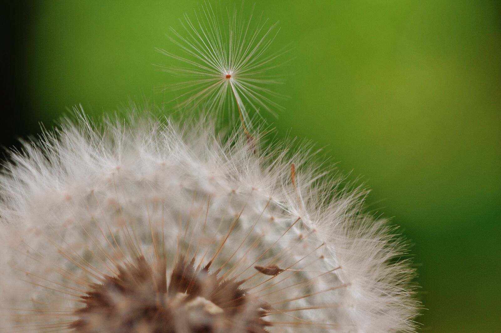Nikon D3200 sample photo. Dandelion, plant, nature photography