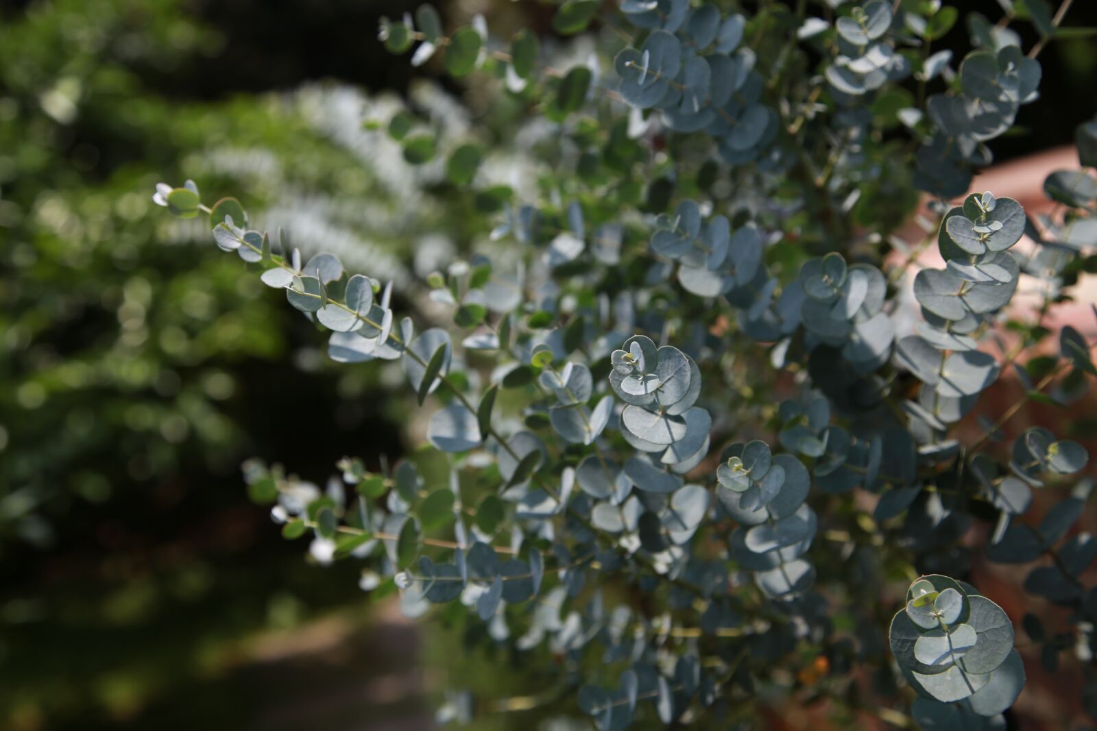 Canon EOS 6D + Canon EF 24-105mm F4L IS USM sample photo. Eucalyptus, leaf, plants photography