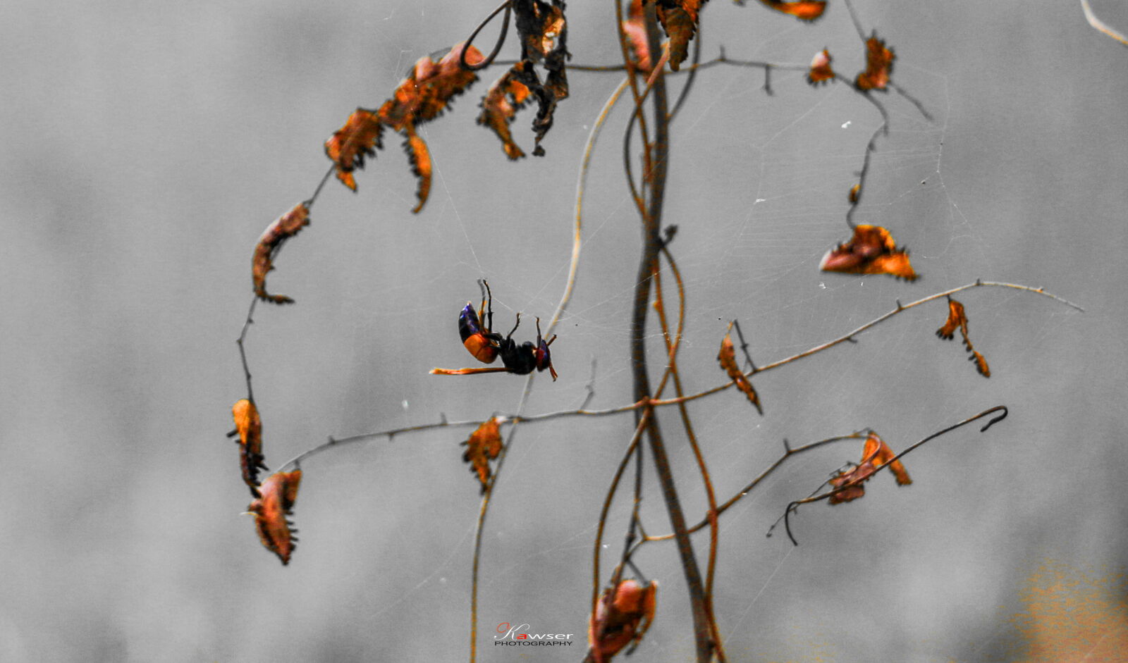 Canon EOS 70D sample photo