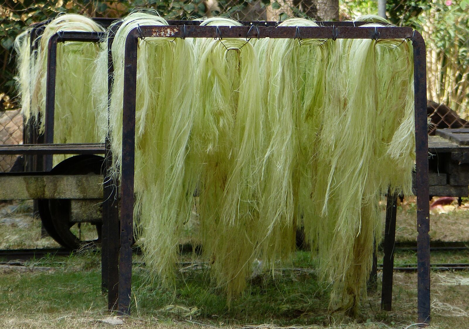 Panasonic Lumix DMC-FZ150 sample photo. Sisal, sisal fibers, sisal photography