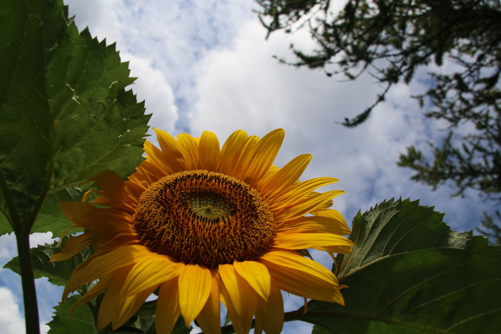 Canon EOS 70D sample photo. Sunflower, yellow, flower photography