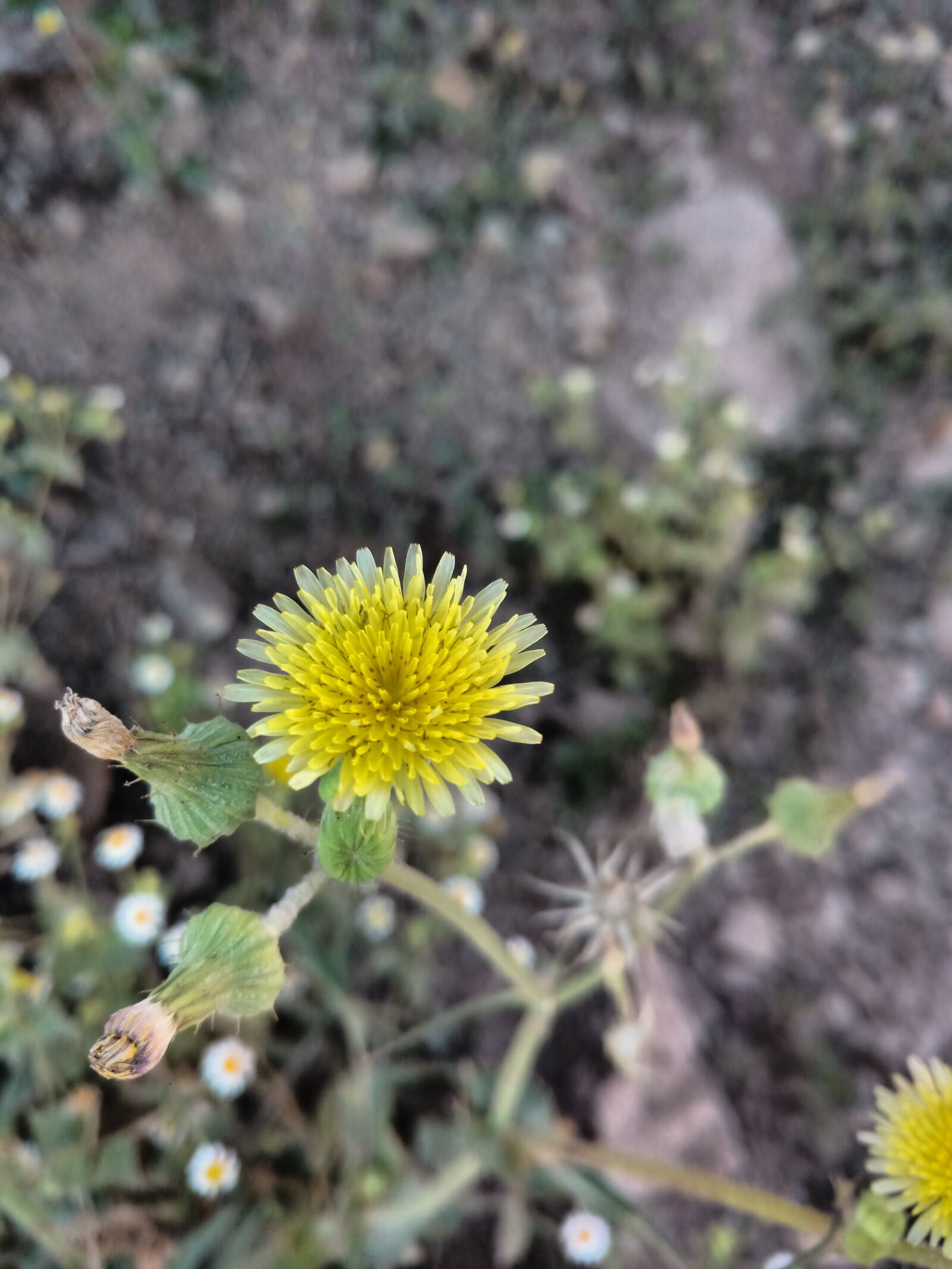 Motorola Moto X Play sample photo. Flowers, yellow, summer photography