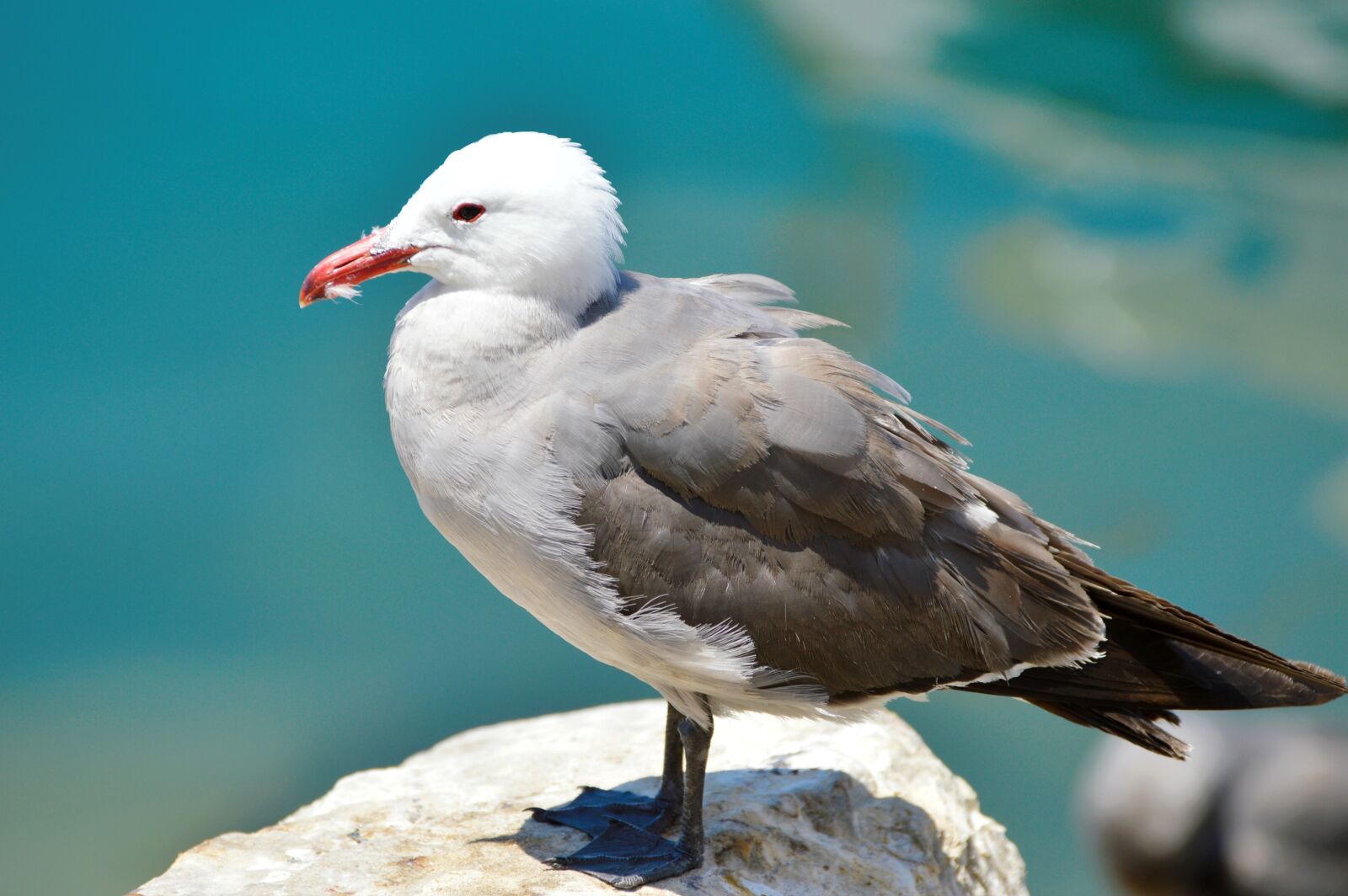 Nikon D3200 sample photo. Seagull, bird, wildlife photography