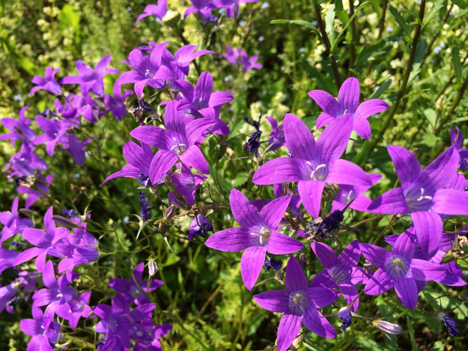 iPhone 5s back camera 4.15mm f/2.2 sample photo. Flowers, nature, summer photography
