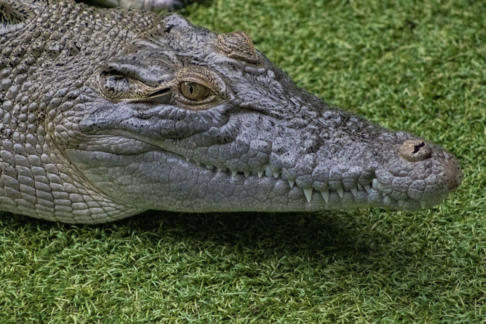 Canon EF75-300mm f/4-5.6 sample photo. Crocodylus porosus, crocodile, australia photography