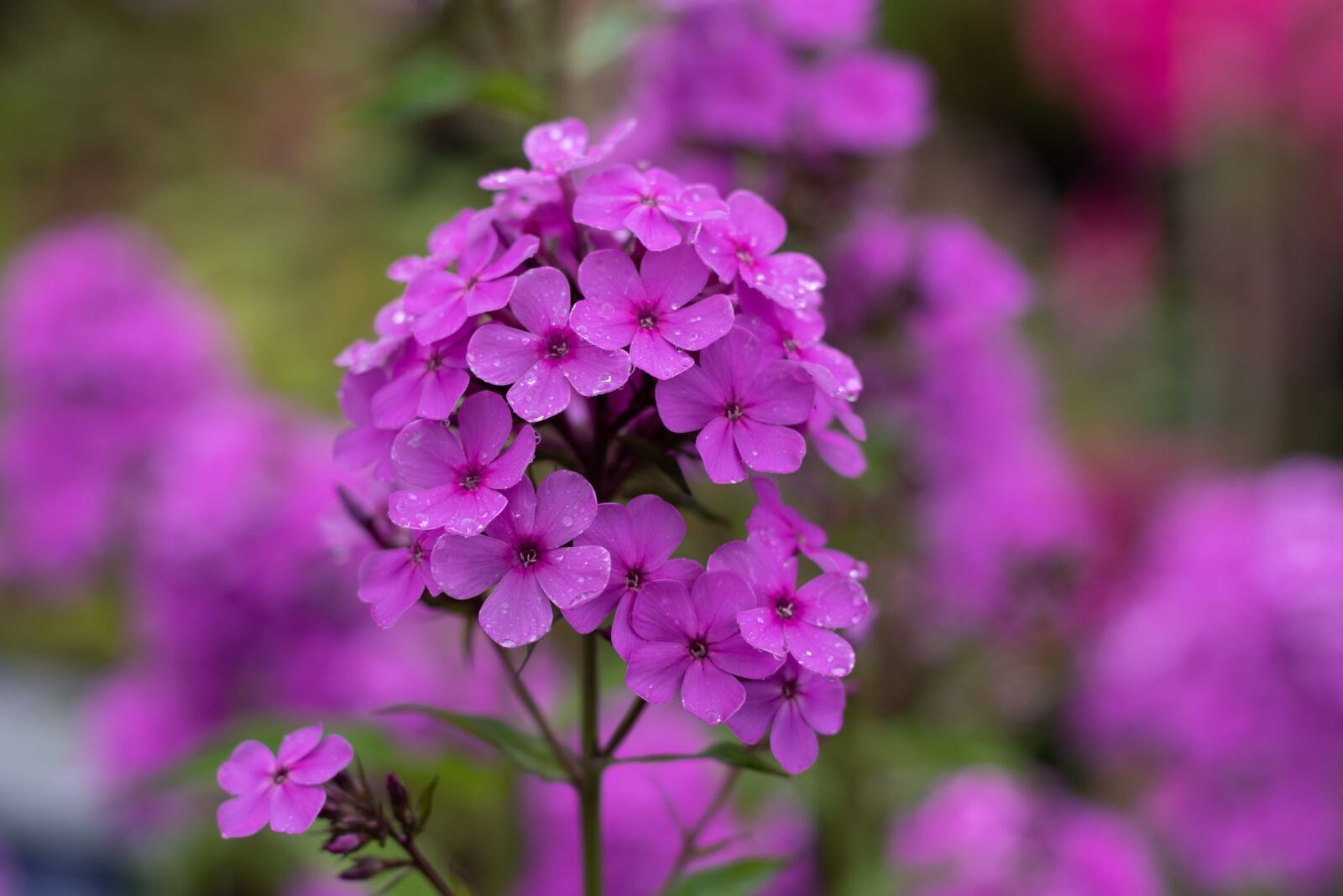 Canon EOS 7D Mark II + Canon EF 50mm F1.8 STM sample photo. Phlox, flame flower, pink photography