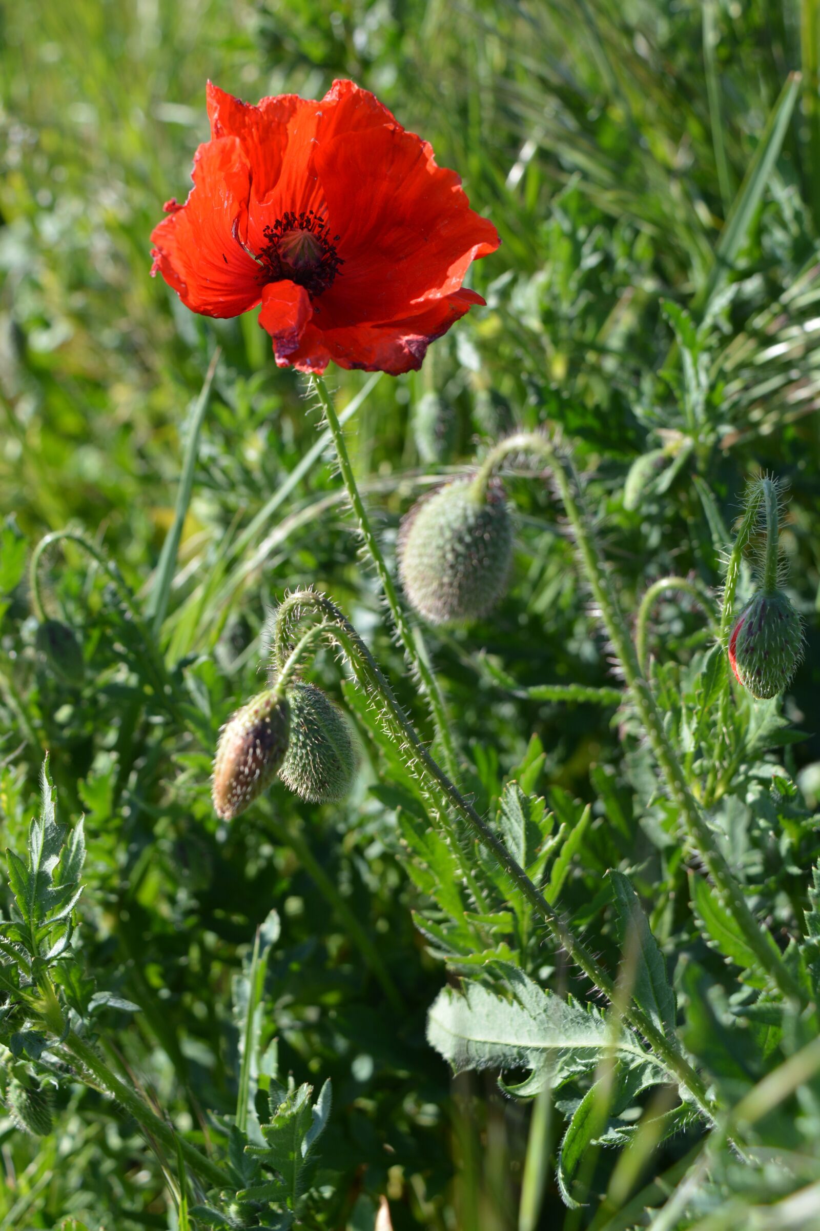 Nikon D5200 sample photo. Wolf mak, poppy, poppies photography