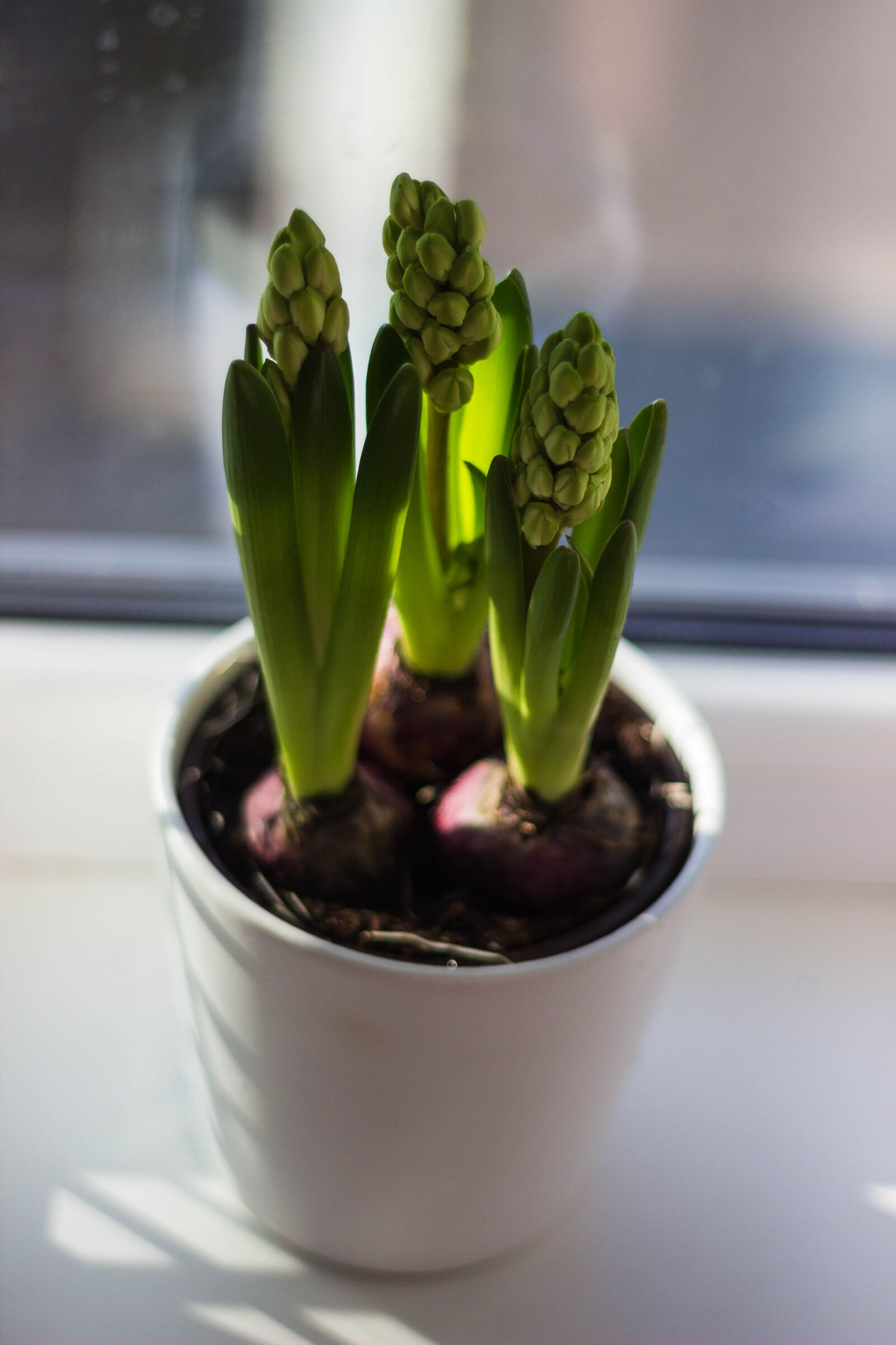 Canon EOS 600D (Rebel EOS T3i / EOS Kiss X5) + Canon EF 50mm F1.8 II sample photo. Blooming, blur, bright, buds photography