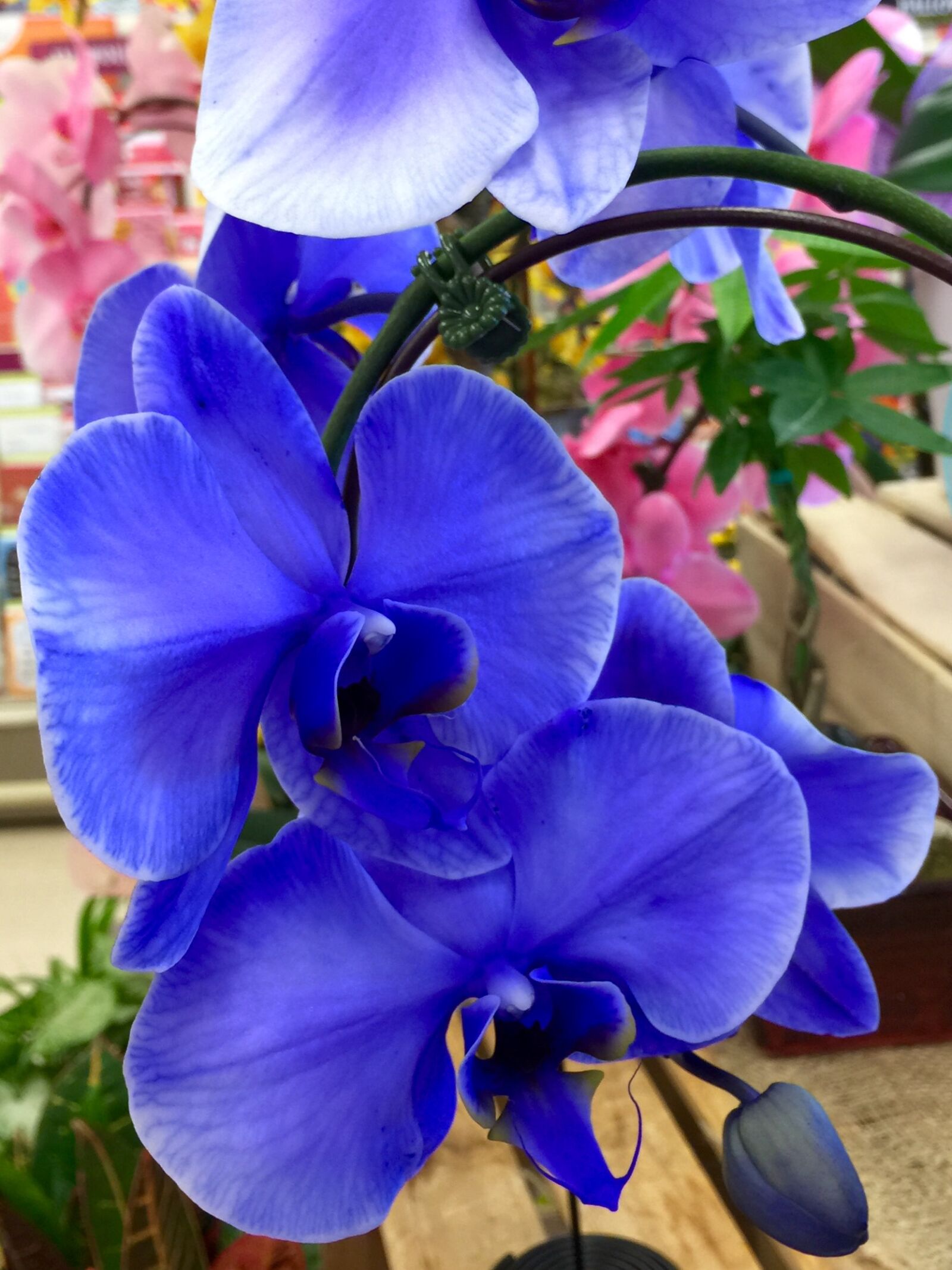 iPhone 6 Plus back camera 4.15mm f/2.2 sample photo. Bloom, blossom, blue, blue photography