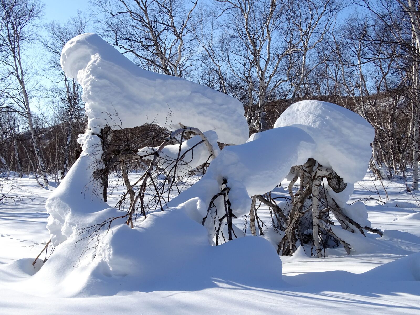 Sony DSC-HX400 sample photo. Forest, snowdrift, snow cap photography