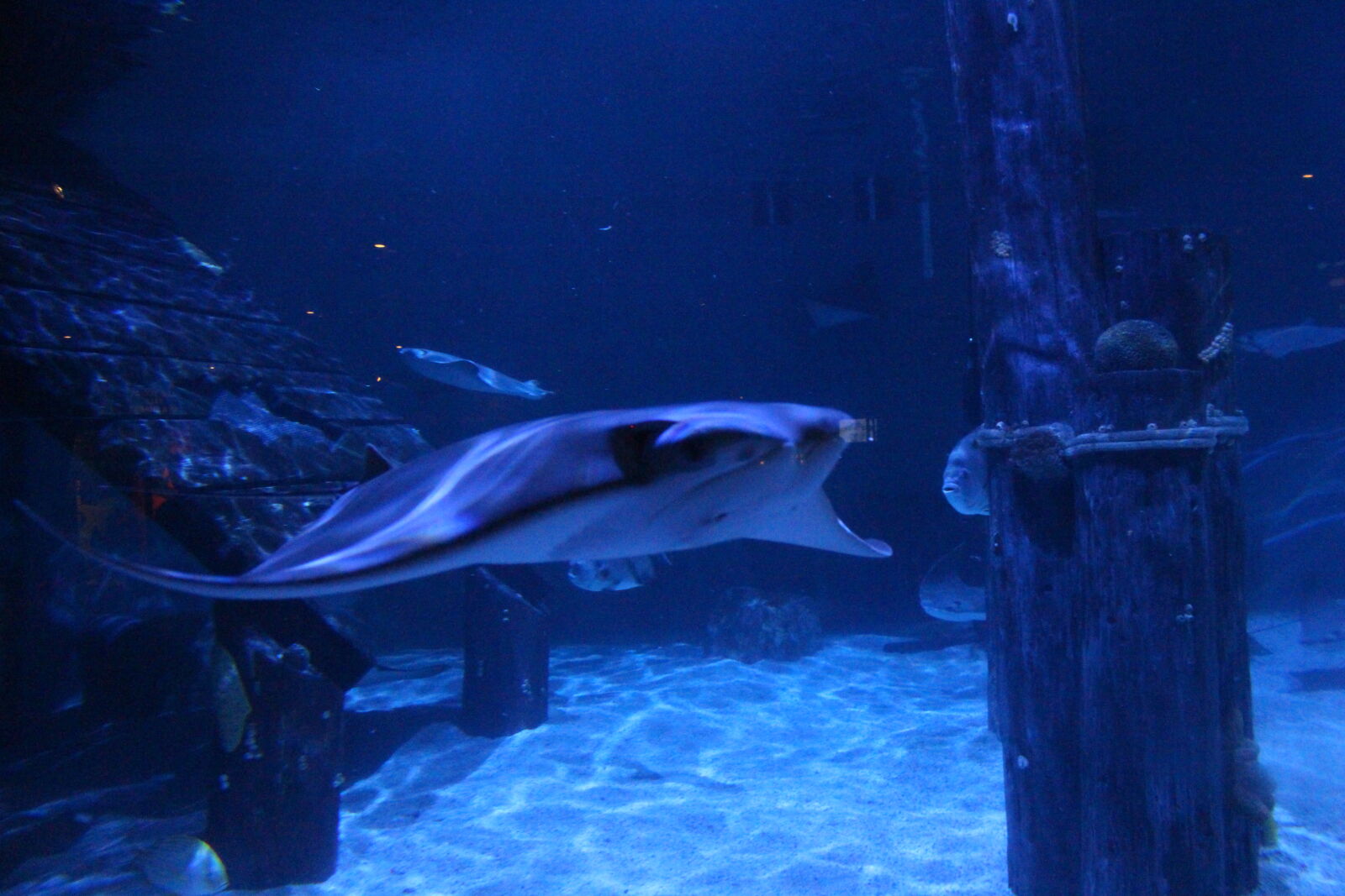 Canon EOS 700D (EOS Rebel T5i / EOS Kiss X7i) sample photo. Colorful, fish, pretty, shark photography