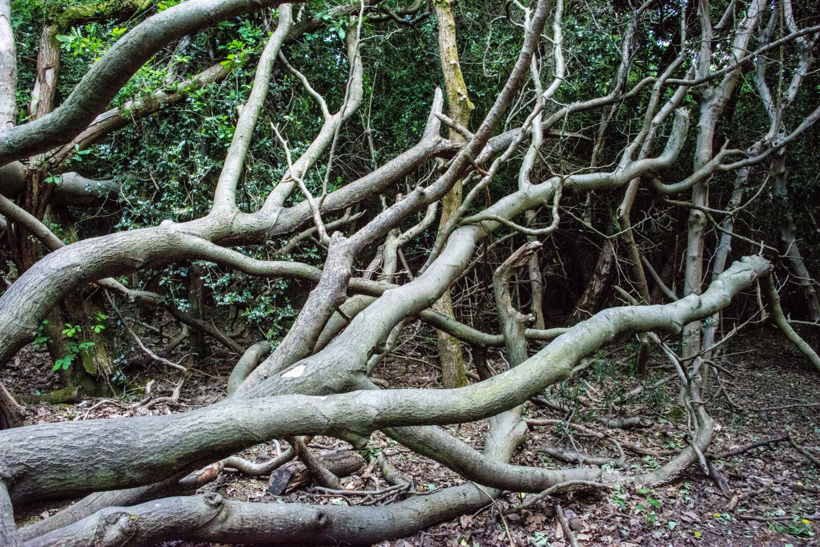 Nikon D800 sample photo. Fallen, tree, forest photography