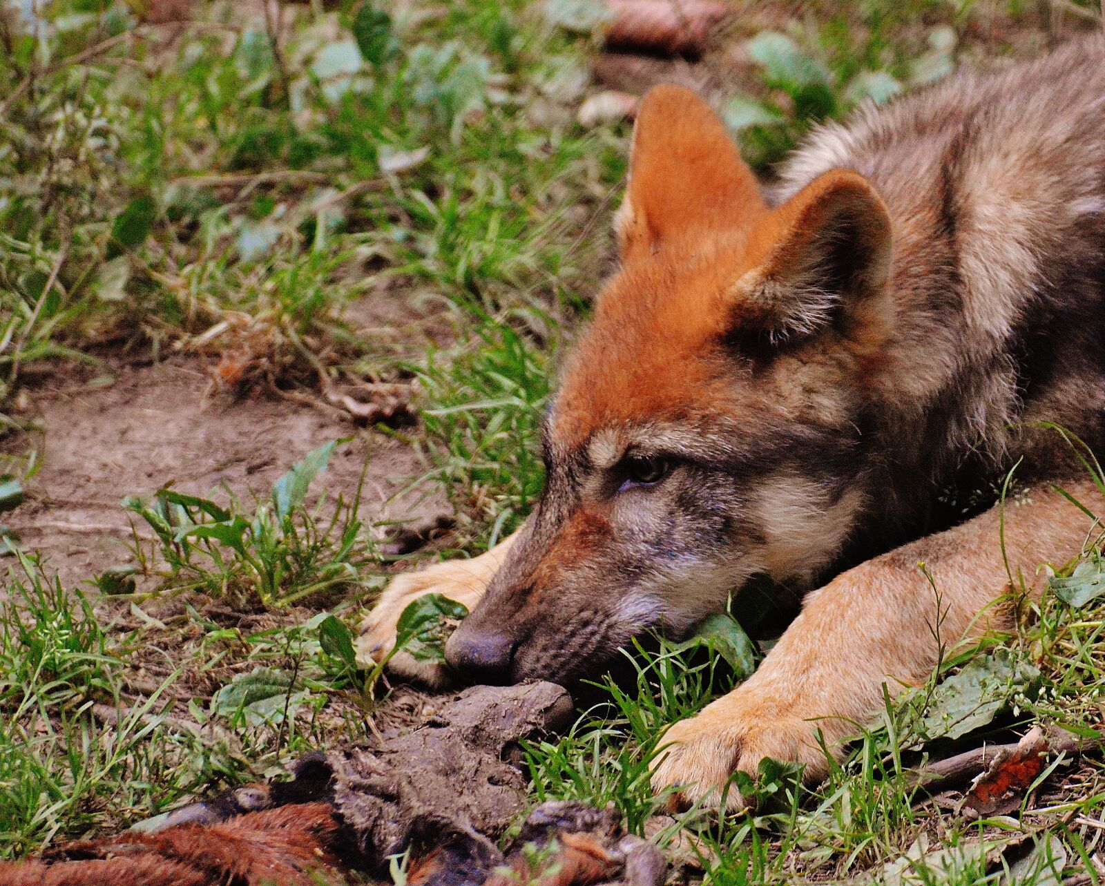 Nikon D3200 sample photo. Wolf, young animal, predator photography