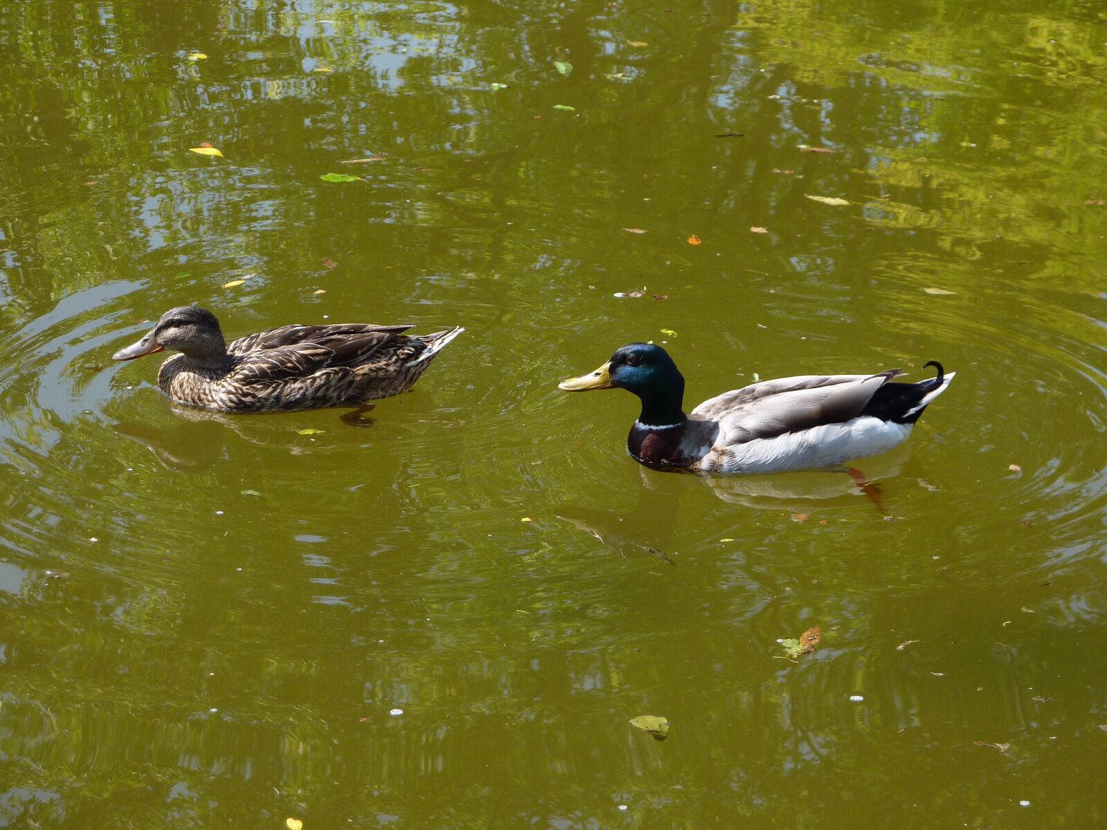 Panasonic DMC-TZ7 sample photo. Mallards, nature, couple photography