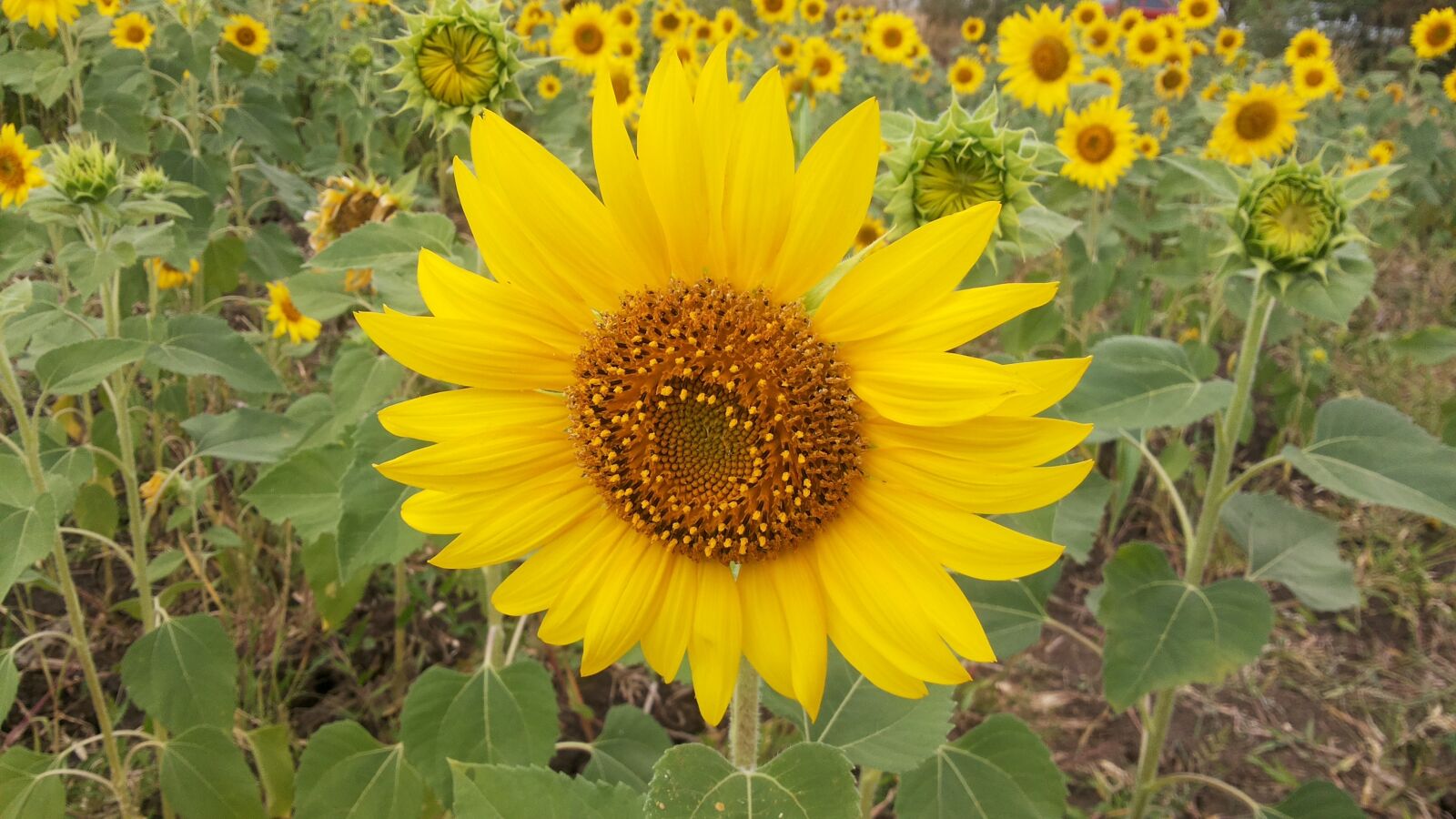 Samsung Galaxy Mega 5.8 sample photo. Flowers, yellow, sunflower photography